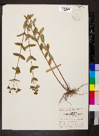 Hypericum punctatum var. punctatum image