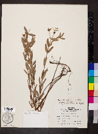 Hypericum sphaerocarpum image