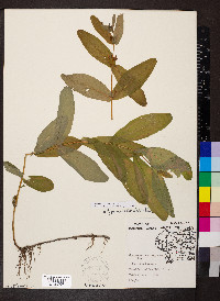 Hypericum tubulosum image