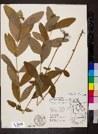 Hypericum tubulosum image