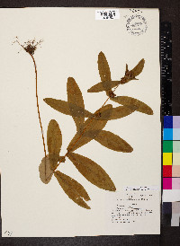 Hypericum tubulosum image