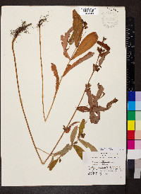 Hypericum tubulosum image