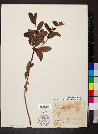 Hypericum walteri image