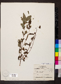 Hypericum walteri image