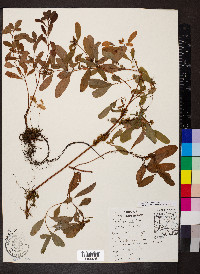 Hypericum walteri image