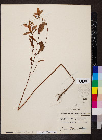 Hypericum walteri image