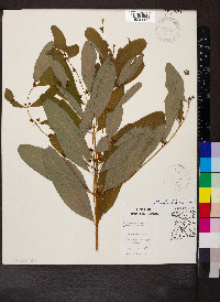 Hypericum walteri image