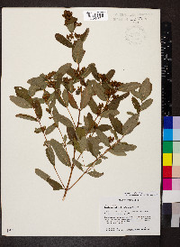 Hypericum walteri image