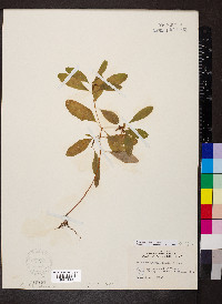 Hypericum walteri image