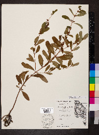 Hypericum walteri image