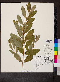 Hypericum walteri image