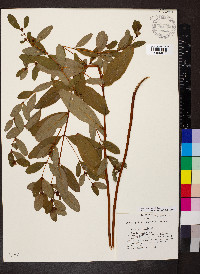 Hypericum walteri image