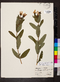 Hypericum ascyron subsp. pyramidatum image