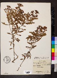 Hypericum lobocarpum image