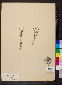Hypericum canadense image