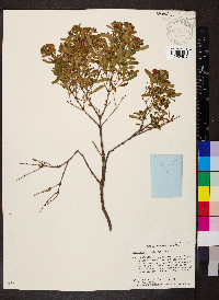 Hypericum densiflorum image