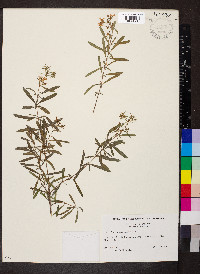 Hypericum densiflorum image