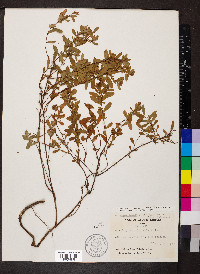 Hypericum hypericoides subsp. multicaule image