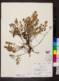 Hypericum hypericoides subsp. multicaule image
