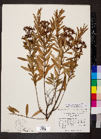 Hypericum lobocarpum image