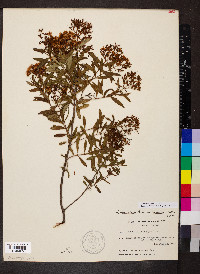 Hypericum lobocarpum image