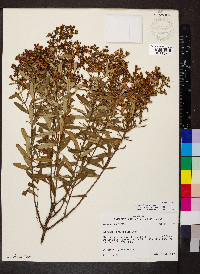 Hypericum lobocarpum image