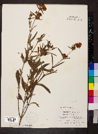 Hypericum prolificum image