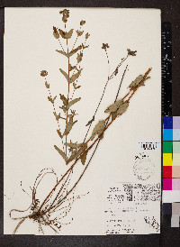 Hypericum punctatum var. punctatum image