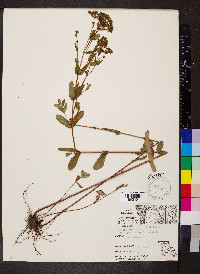 Hypericum punctatum var. punctatum image