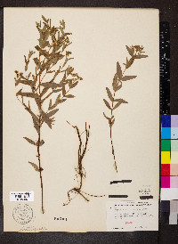 Hypericum sphaerocarpum image