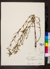 Hypericum sphaerocarpum image