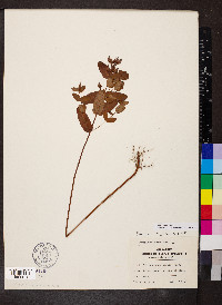 Hypericum virginicum image