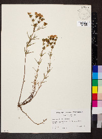 Hypericum dolabriforme image