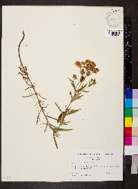 Hypericum dolabriforme image