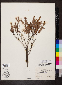 Hypericum edisonianum image