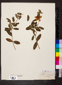 Hypericum frondosum image