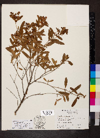 Hypericum frondosum image