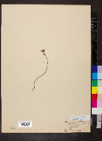 Hypericum linariifolium image