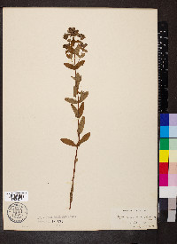 Hypericum maculatum image
