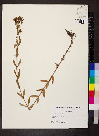 Hypericum majus image