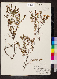 Hypericum microsepalum image