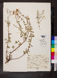 Hypericum scouleri image