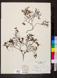 Hypericum suffruticosum image