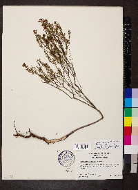 Hypericum piriai image