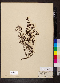 Hypericum piriai image