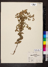 Hypericum tetrapetalum image