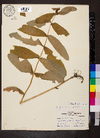 Hypericum tubulosum image