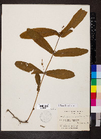 Hypericum tubulosum image