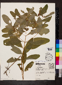 Hypericum walteri image