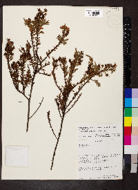 Hypericum laricifolium image